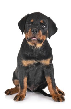 yavru rottweiler Studio