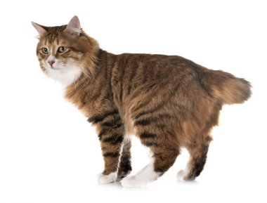 Stüdyodan kurilian Bobtail