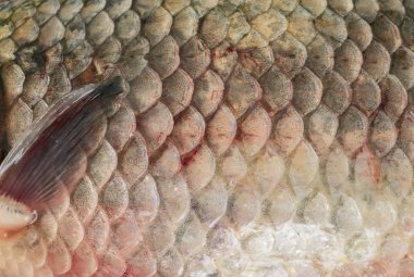 stüdyodan ortak sazan