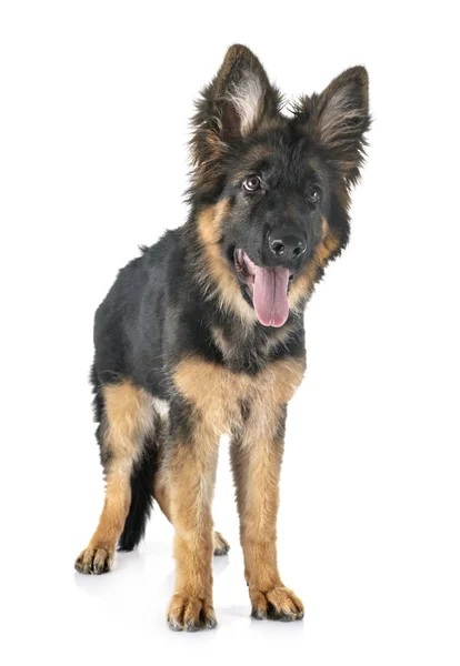 Welpe Deutscher Schäferhund — Stockfoto