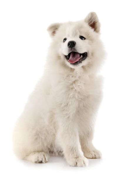 Cachorro samoyed cão no estúdio — Fotografia de Stock