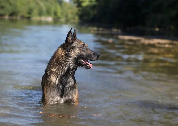 Belgian shepherd in river — Stock Photo, Image