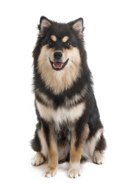 Fin Lapphund Studio