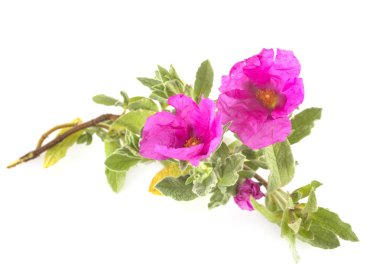 cistus in studio clipart