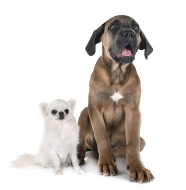köpek baston corso ve chihuahua