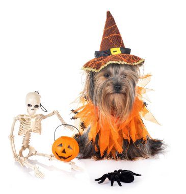 Genç yorkshire korkunç