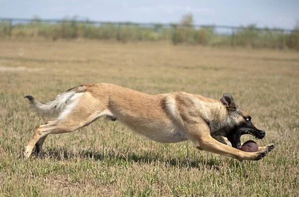 Utbildning av polishund — Stockfoto