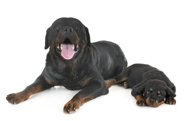 Rottweilers em estúdio — Fotografia de Stock