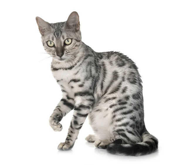 Bengal cat in studio — Stock Photo, Image