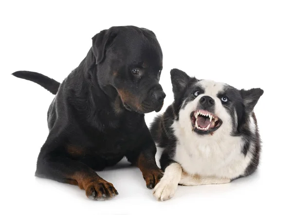 Yakutische laika und rottweiler — Stockfoto