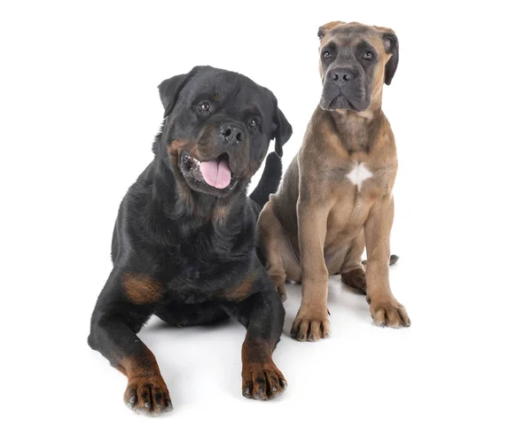 Rottweiler ve baston corso — Stok fotoğraf