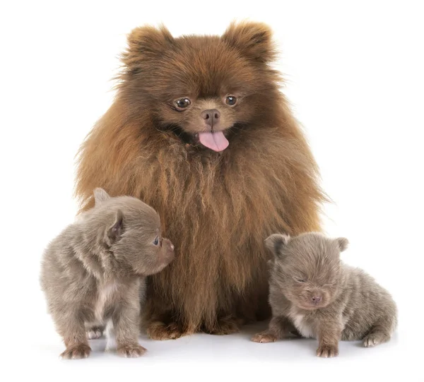 Pomeranians stúdió — Stock Fotó