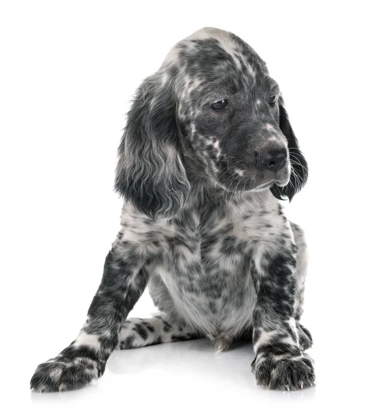 Puppy english setter — Stock Photo, Image