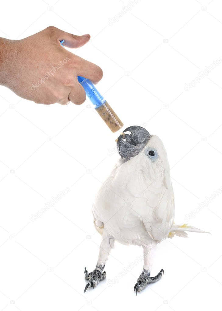 White cockatoo eating
