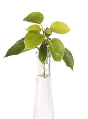 Stüdyoda Cinnamomum kakampora