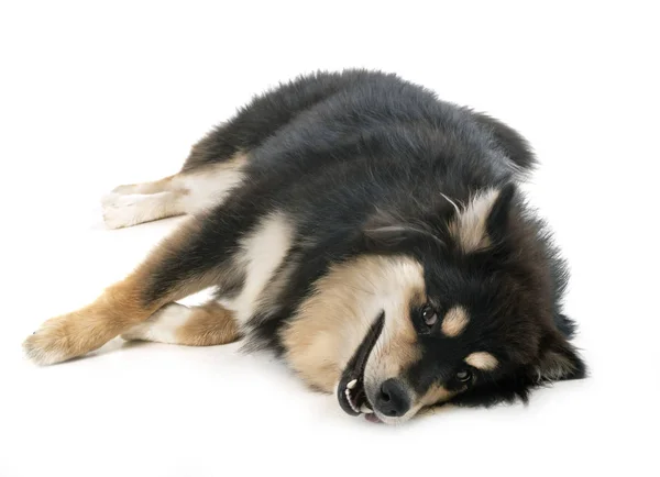 Finský Lapphund ve studiu — Stock fotografie