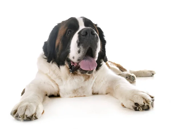 Saint Bernard im Atelier — Stockfoto