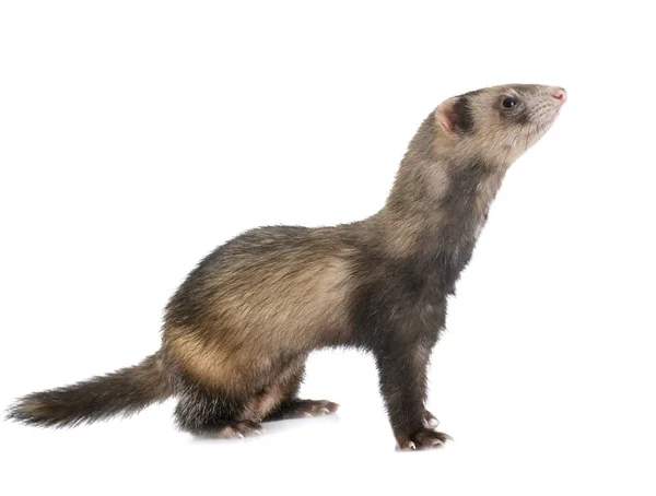 Brown ferret in studio — Stock Photo, Image