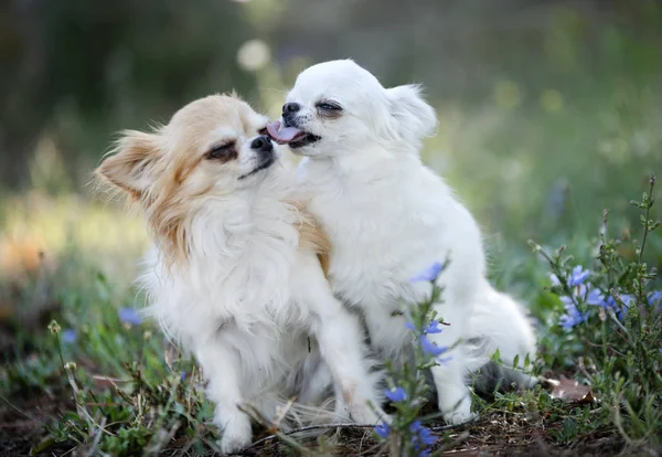 Chihuahuas en la naturaleza — Foto de Stock