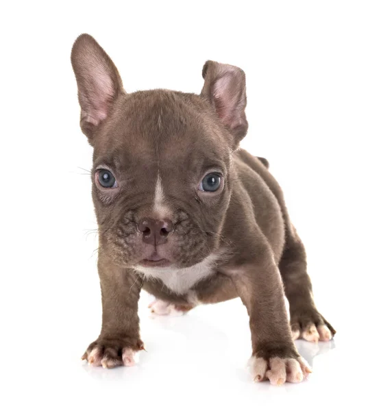 Puppy american bully in studio Stock Picture