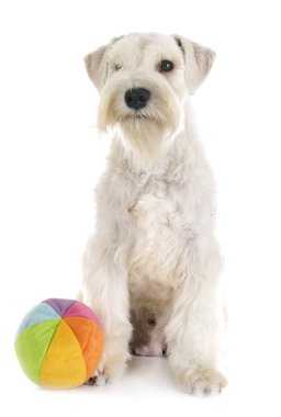 stüdyoda minyatür Schnauzer