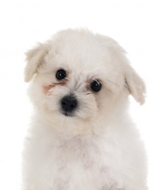 Bichon frise Studio