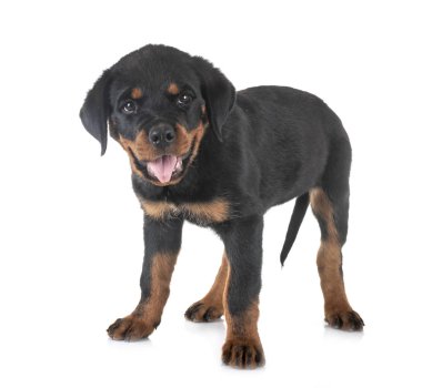 yavru rottweiler Studio