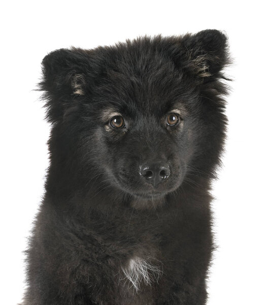 puppy Finnish Lapphund in studio