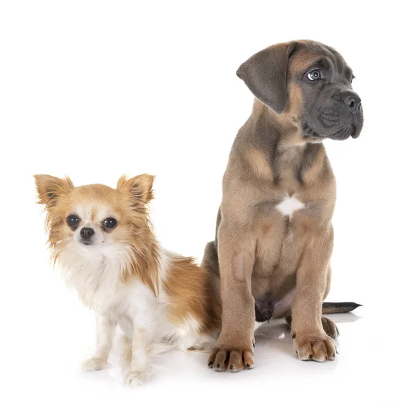 Puppy cane corso and chihuahua — Stock Photo, Image