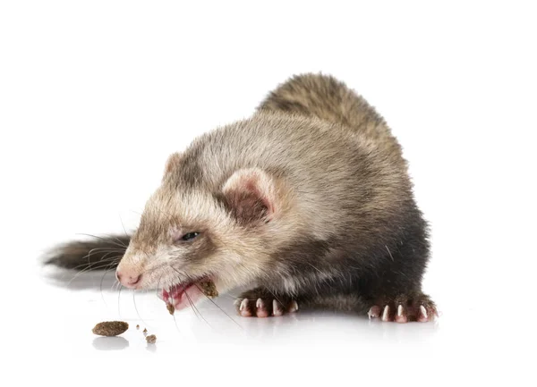 Brown ferret in studio — Stock Photo, Image