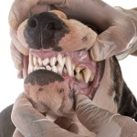 Miniature bull terrier and teeth — Stock Photo © cynoclub #301030130