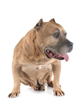 eski Amerikan staffordshire terrier