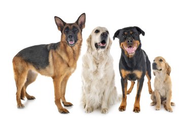 Köpekler Studio