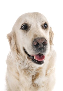 yetişkin altın retriever