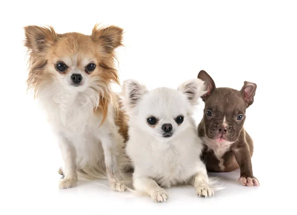 Puppy american bully and chihuahuas — Stock Photo, Image