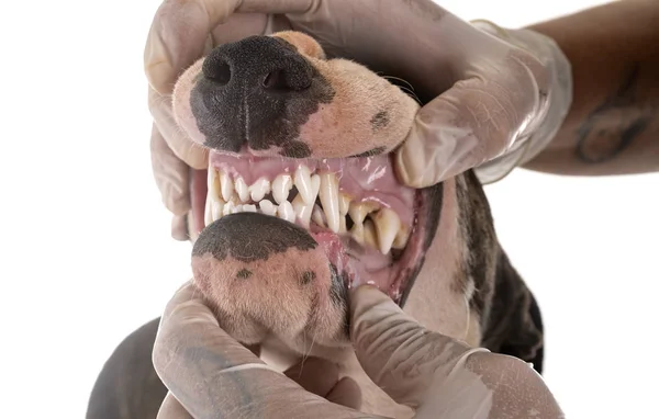 Miniature bull terrier and teeth — Stock Photo, Image