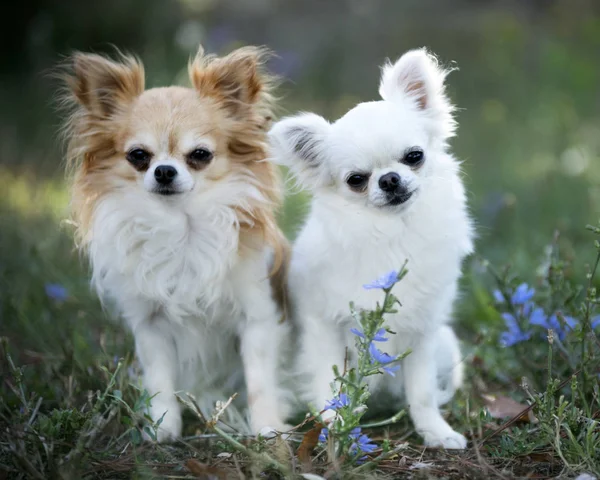Chihuahua na natureza — Fotografia de Stock
