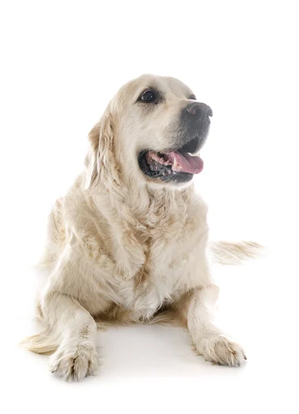 Adult golden retriever — Stock Photo, Image