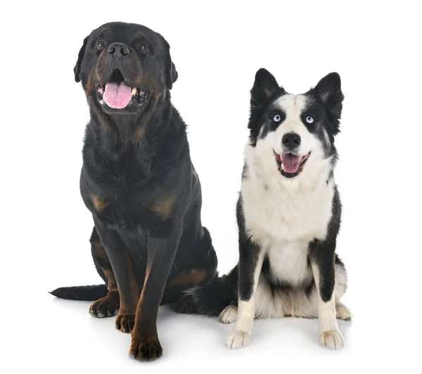 Yakutian Laika and rottweiler — Stock Photo, Image