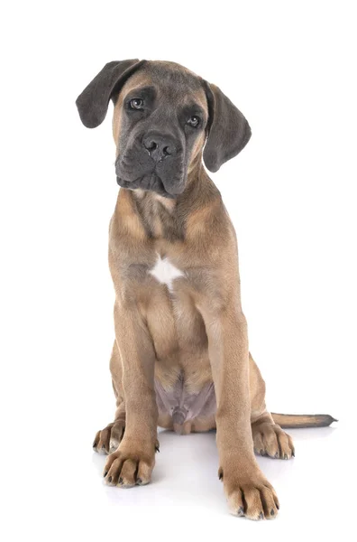 Puppy cane corso — Stockfoto