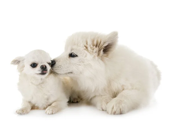 Szczeniak Samoyed pies i Chihuahua — Zdjęcie stockowe