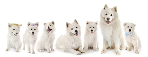 Cães samoyed no estúdio — Fotografia de Stock