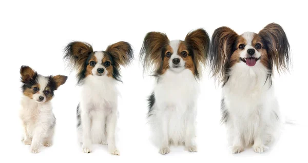 Papillon dogs ve studiu — Stock fotografie