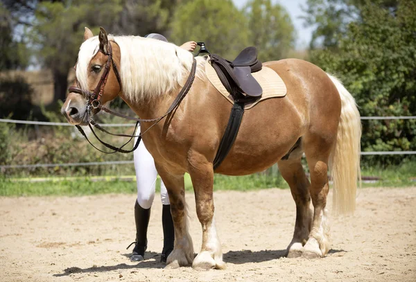 Chica montando y caballo — Foto de Stock