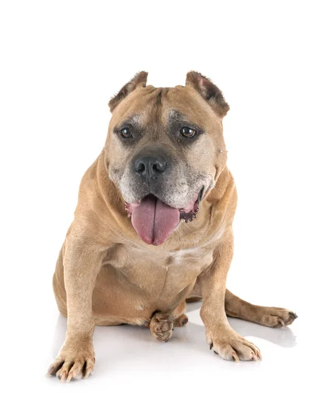 Alter amerikanischer Staffordshire Terrier — Stockfoto