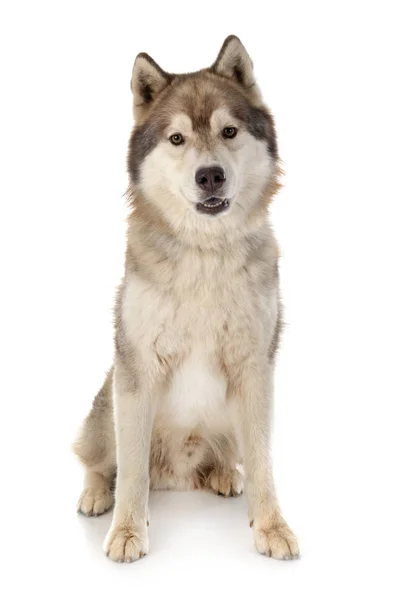 Siberische husky in studio — Stockfoto