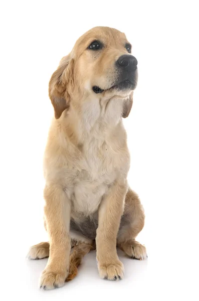 Puppy golden retriever — 스톡 사진