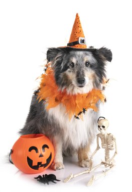 Shetland koyun Studio