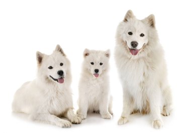stüdyoda samoyed köpekler