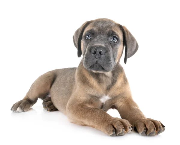 Puppy cane corso — Stockfoto